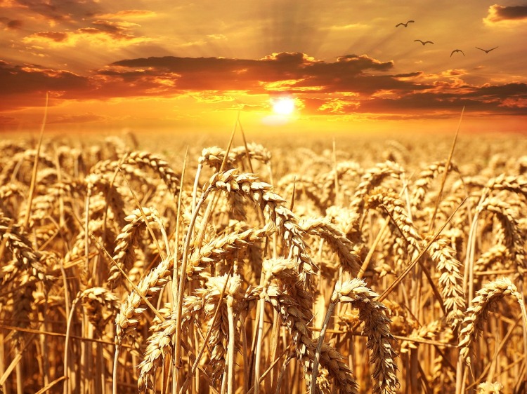 wheat-field-640960_1280